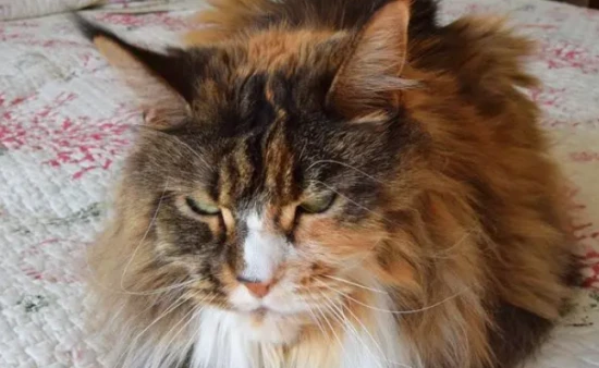 What does it mean when a cat's fur stands on end?