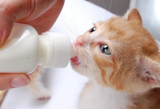 What can I use to feed a kitten if I don't have goat milk powder?