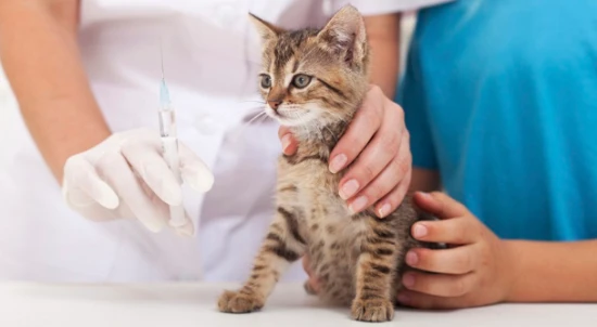 How many vaccinations should a cat receive and how long should the intervals be?