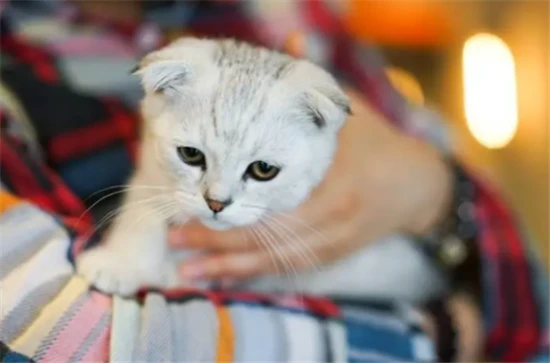 The personality and temperament of women who own cats