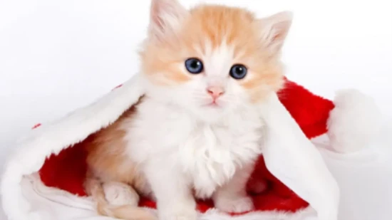 Why do cats like to smell shoes?