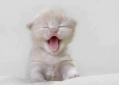 What precautions should be taken when feeding kittens?