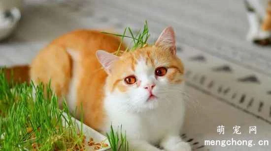 What are the scientific methods and techniques for feeding cat grass?