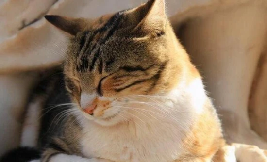 Six common reasons why cats vomit, and it's not just about overeating.
