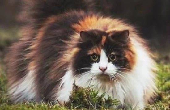 A roundup of the most expensive cat breeds, the last one is worth more than a Mercedes.