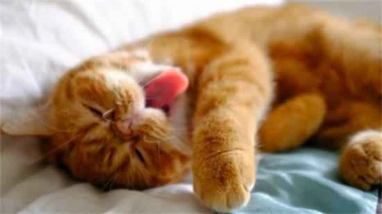 If your cat does these little things, it means it considers you its "mother"!