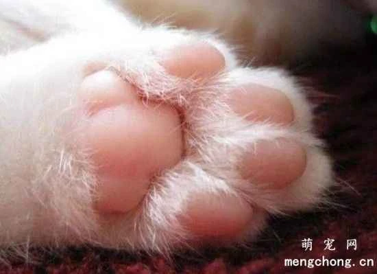 What is the purpose of a cat's paw pads? Cat paw pad care tips.