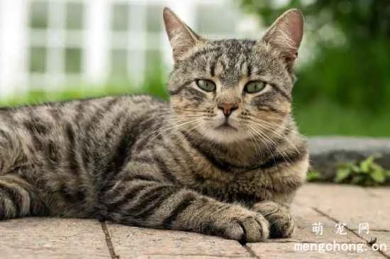 Cat care guide during hot weather