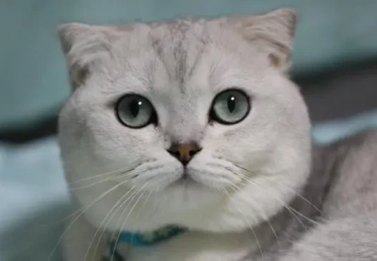 What kind of cat is Princess Tsukihime?