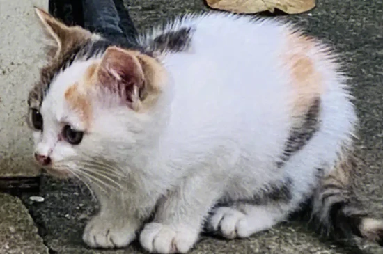 Can I bring a stray cat home to keep as a pet?