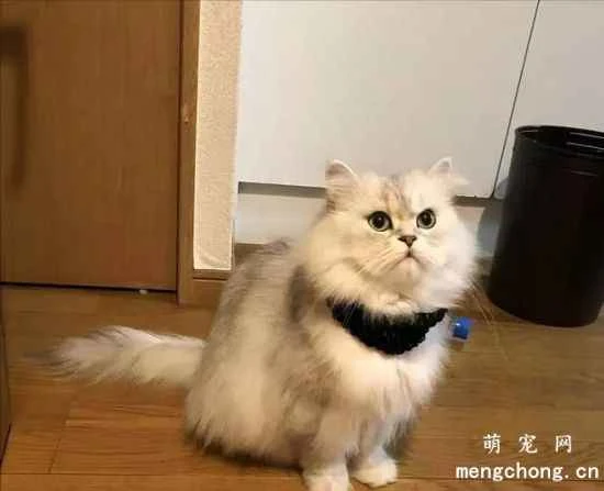 Why do some cats not gain weight even after eating?