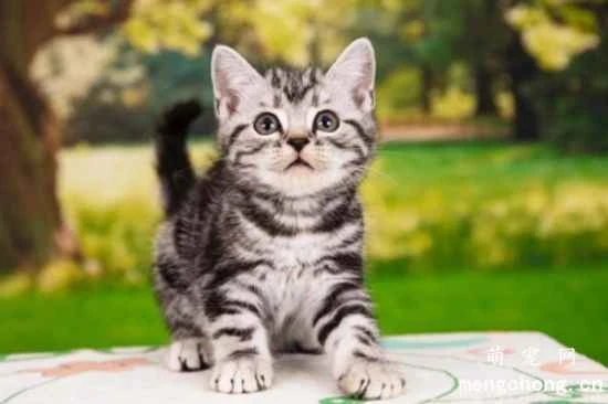 Feeding and caring methods for American Shorthair cats