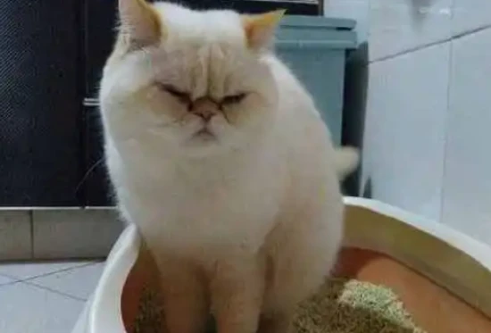 What should I do if my kitten smells too much like cat poop?