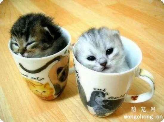 Where do teacup cats come from?