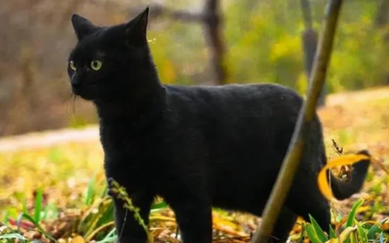 What does it mean if a black cat comes into the house?