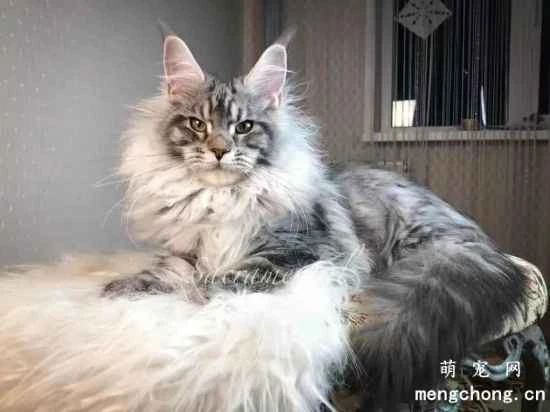 Maine Coon cat feeding and care tips