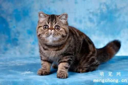 What are some common bad habits of pet cats?