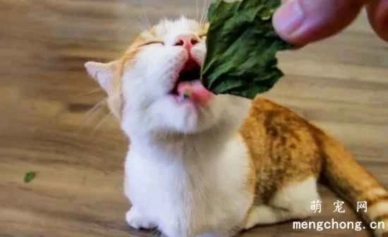What precautions should be taken when using catnip?