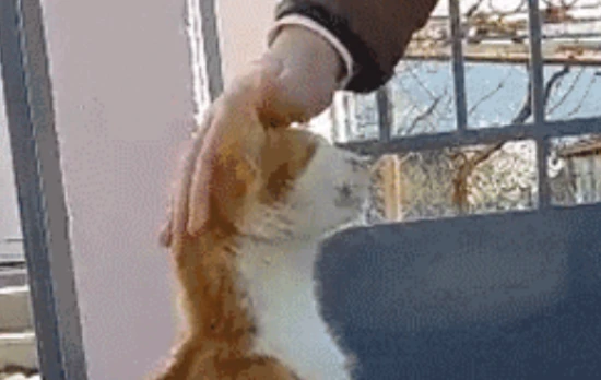 Does the cat know it has been abandoned?