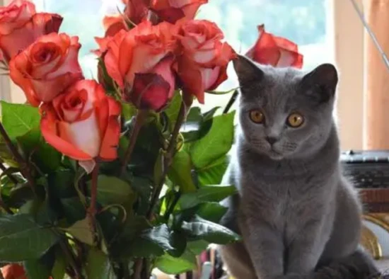 Are roses poisonous to cats?