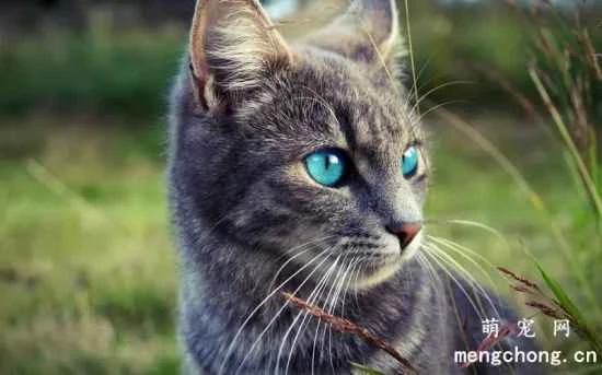 Developing good cat-raising habits, and what are some incorrect cat-raising methods?