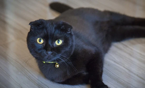 The world's most expensive cat