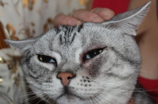 猫咪脸上总是有泪痕，该怎么解决？