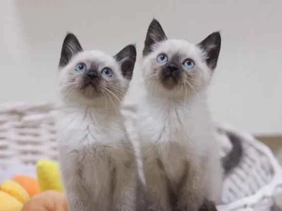 At what age should cats be vaccinated? A comprehensive guide explaining the optimal timing and importance of feline vaccinations.