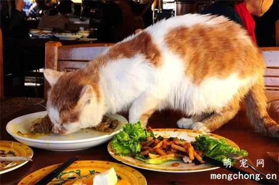 What should you feed your cat as it gets older?