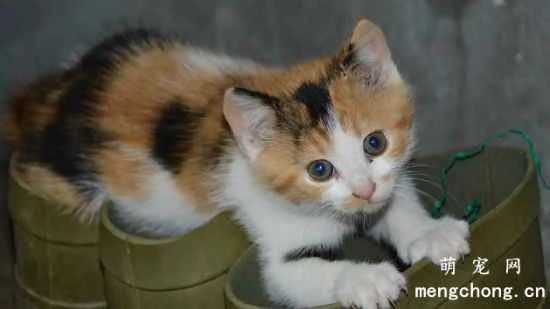 Some things to note when feeding your pet cat