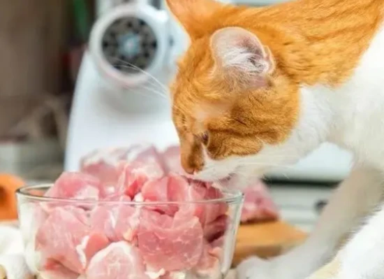 Why you shouldn't feed pork to cats.