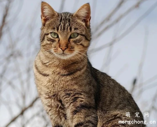猫咪花色一览，竟然有这么的多花色名称？