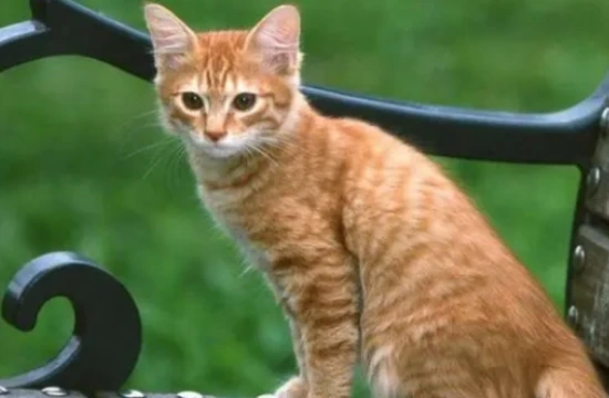 Will the cat come back after it leaves?