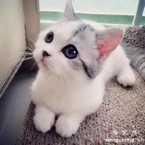 How can you determine a cat's age by looking at different parts of its body?