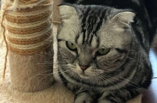 What cats have good personalities?