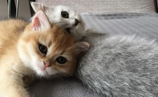 Are pencil-holder cats easy to care for?