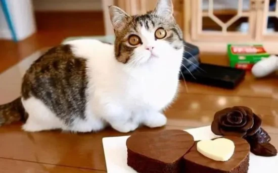 These 8 foods are "not for cats to eat," yet many owners often feed them to them!