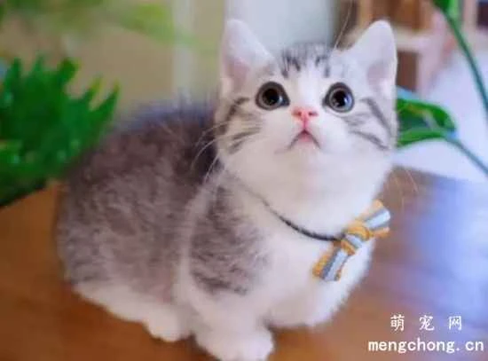 What are the effects of Vitamin A on cats? What to do if a cat is deficient in Vitamin A?