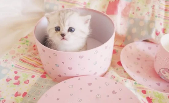 What are some types of pet cats that never grow up?