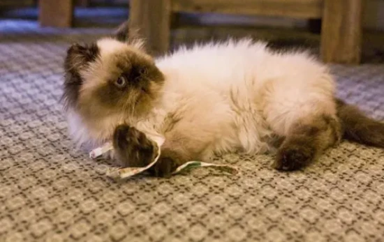 Is the Birman cat a Ragdoll cat?