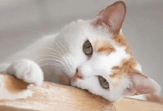 What's the most effective way to remove cat urine odor?