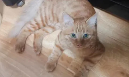 Essential knowledge for cat owners