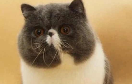 How to tell if a cat has eaten rat poison