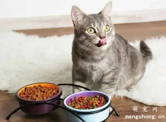 Why won't my cat eat its cat food?