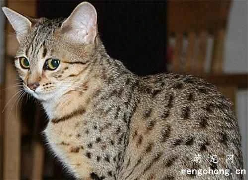 What colors do cats like? The most popular color for cats is gray.