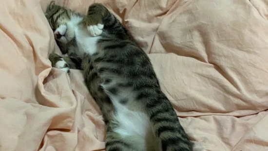 一只猫对你“翻肚皮”，并不只是喜欢你，别再误会它了！