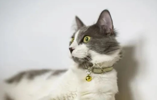 Why won't my cat let me touch it? Why does it always reject my attempts to pet it?