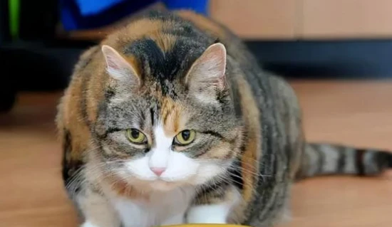 My cat used to love cat treats, but he doesn't anymore.