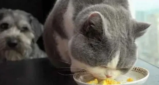 Feeding your cat these 7 human foods in moderation will keep it full of energy!