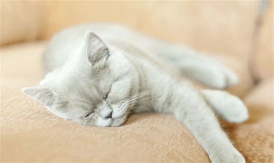 How many hours does a cat sleep in a day?